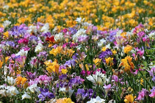 Фрезия (Freesia)