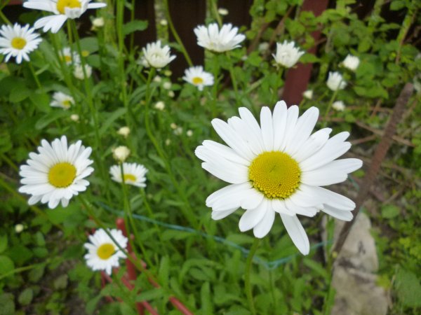 Нивяник Leucanthemum