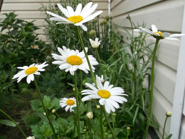 Нивяник Leucanthemum maximum