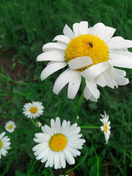 Нивяник Leucanthemum