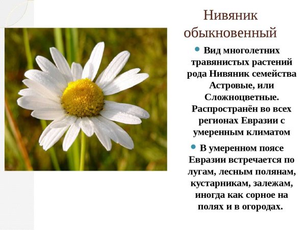 Нивяник обыкновенный систематика