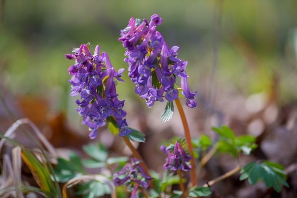 Хохлатка (Corydalis)