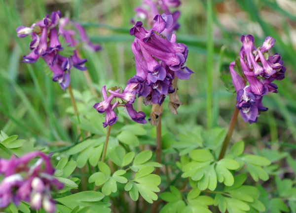 Хохлатка (Corydalis)