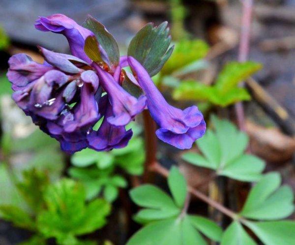 Хохлатка благородная Corydalis Nobilis