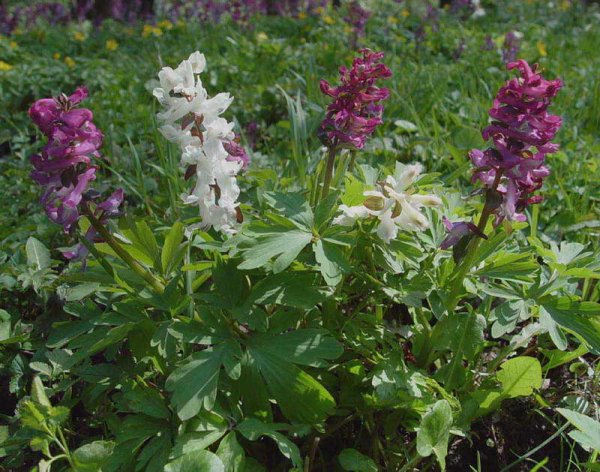 Хохлатка (Corydalis)