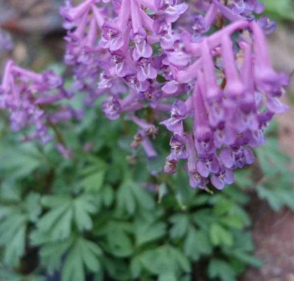 Хохлатка растение