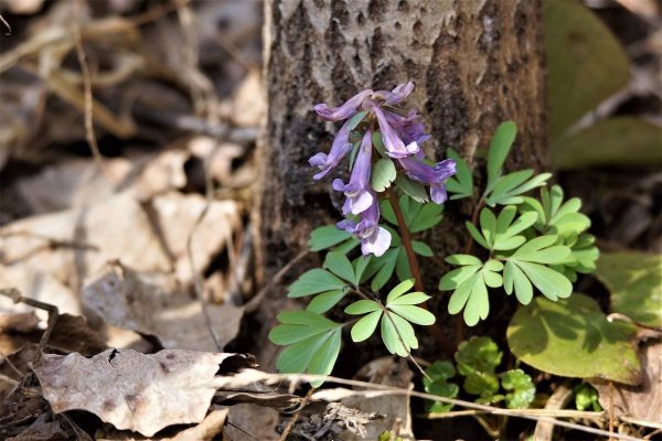 Хохлатка (Corydalis)