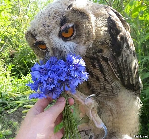 Весна животные