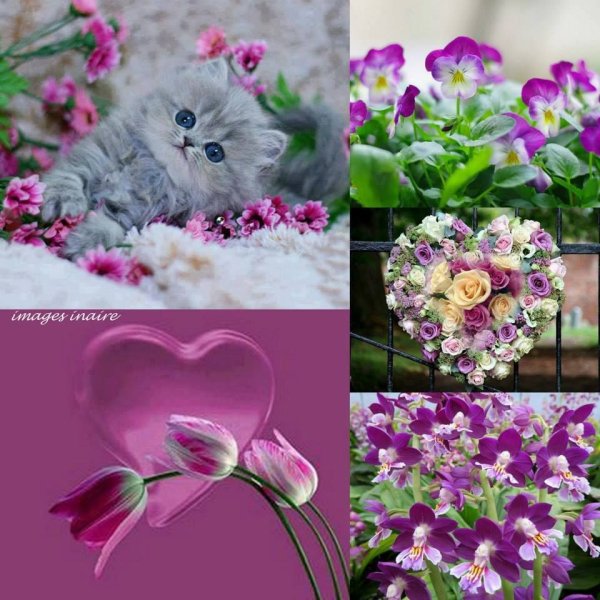 Цветы коллаж