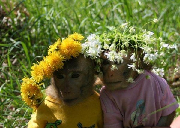 Обезьянка с цветами
