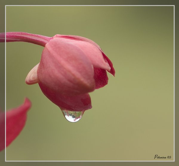 Цветок плачет
