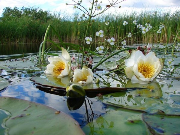 Лотос кувшинка водяная Лилия