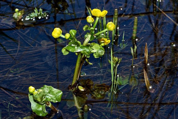 Калужница Caltha palustris