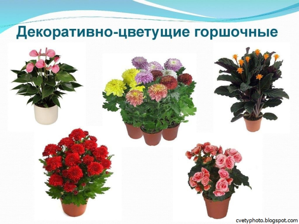 Декоративно цветущие горшечные недолговечные растения