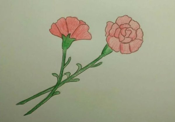 Рисование гвоздики