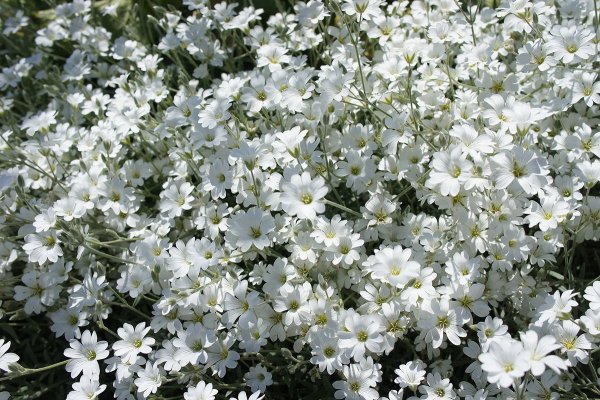 Цинерария Приморская (Senecio cineraria)