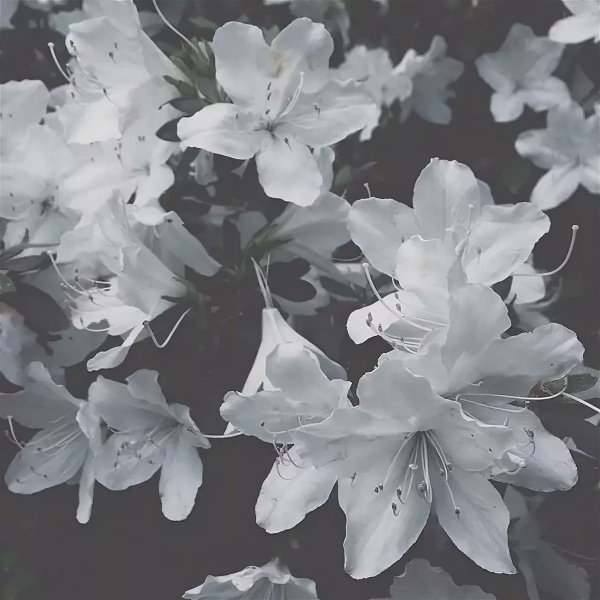 Однолетники с белыми листьями
