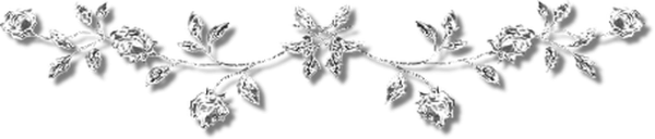 Цинерария Приморская (Senecio cineraria)