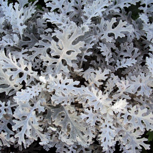 Цинерария Приморская (Senecio cineraria)
