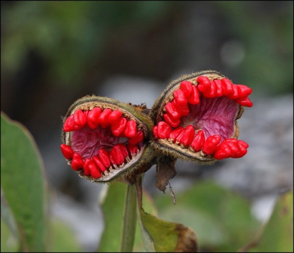 Зубастое растение