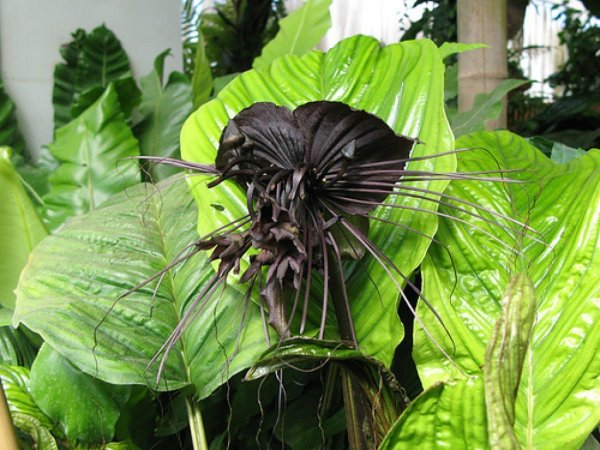 Китайский мышецвет / Chinese Black Batflowers