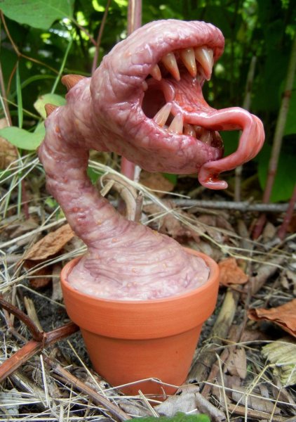 Антурус Арчера (Clathrus archeri)