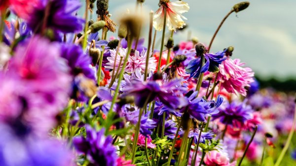 Луговые цветы космея