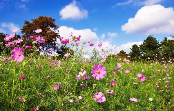 Полевые цветы