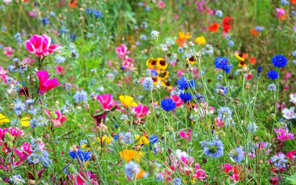 Цветы полевые и луговые