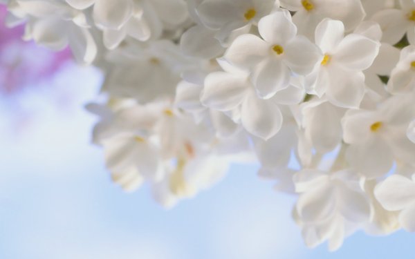 Цветы Минимализм