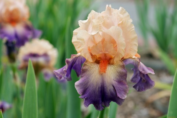 Ирис германский Tulip Festival