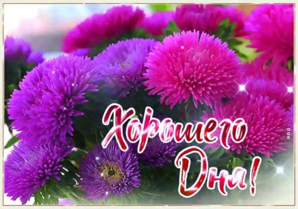 Доброго дня хризантемы