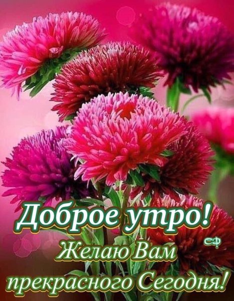 Красивые цветы астры