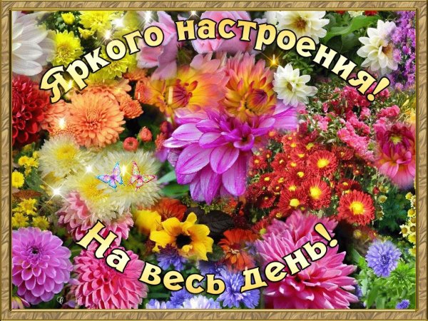 Хризантемы хорошего дня и отличного настроения