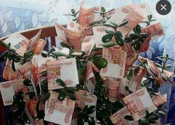 Толстянка денежное дерево приметы и суеверия