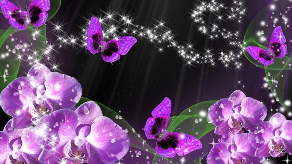 Орхидея Phalaenopsis Purple Dust