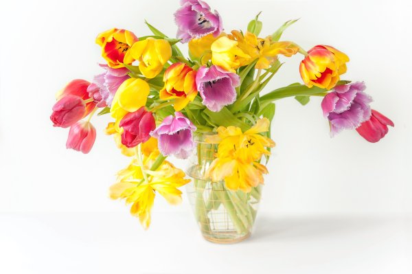 Фрезия (Freesia)