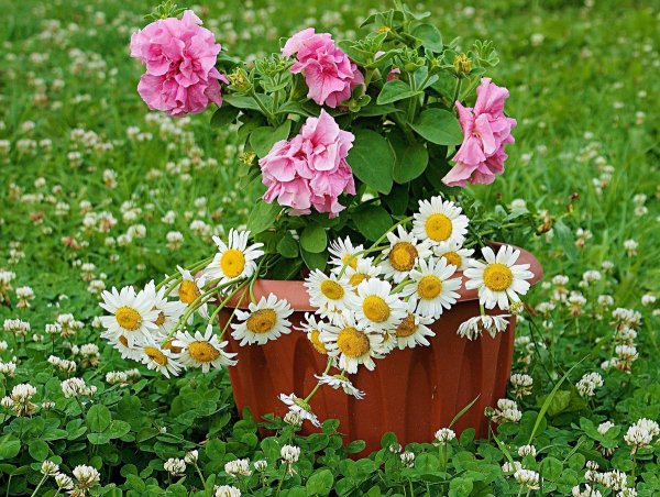 Цветы для клумбы