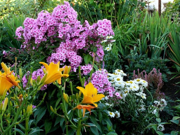 Красивые дачные цветы