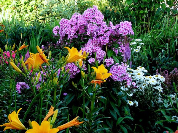 Цветник Флоксы и лилейники