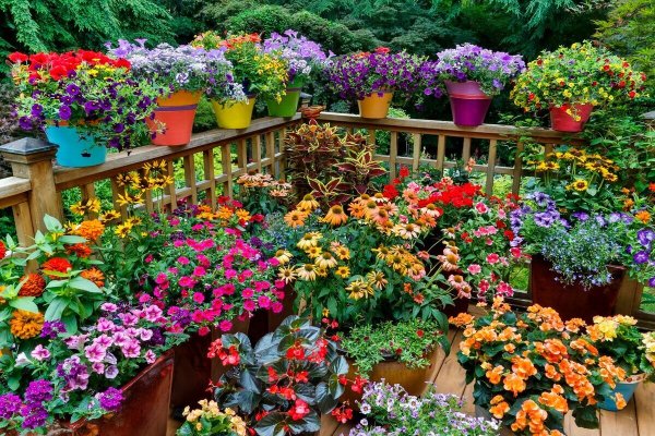 Цветы в саду