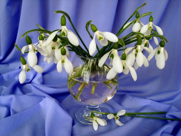 Подснежники в вазе