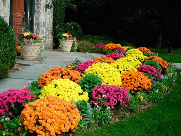 Хризантема мультифлора на клумбе