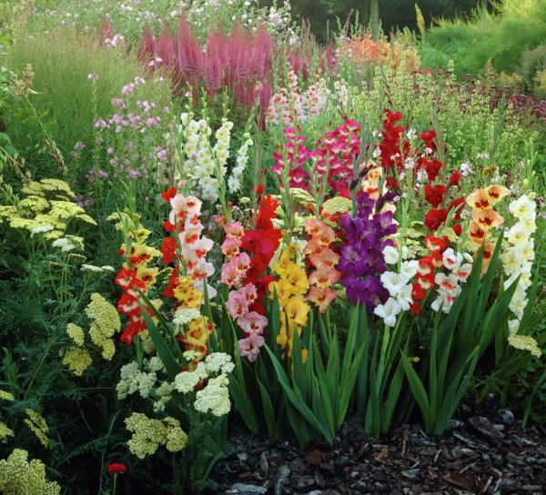 Астильбе гладиолусы