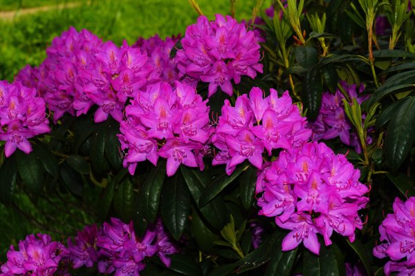 Рододендрон Rhododendron
