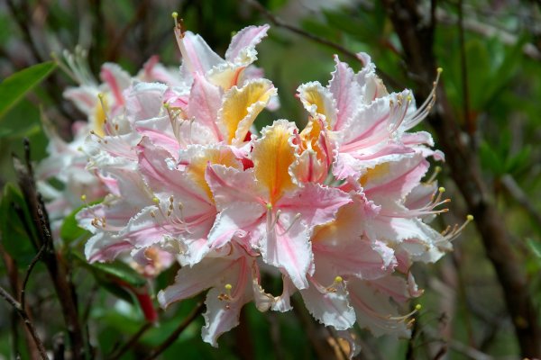 Rhododendron occidentale (Азалия, рододендрон)