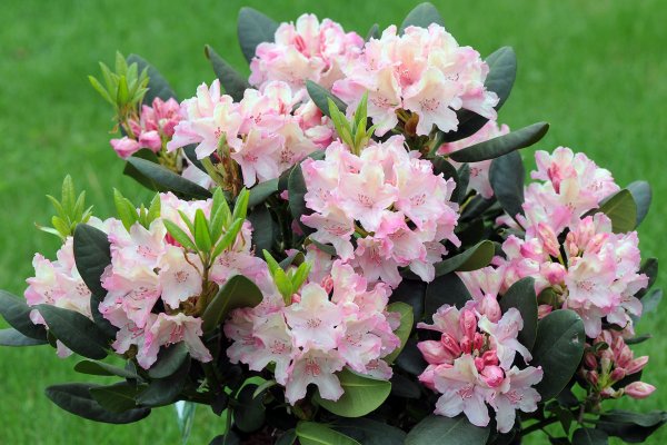 Рододендрон Каролинский Хрустальный принц