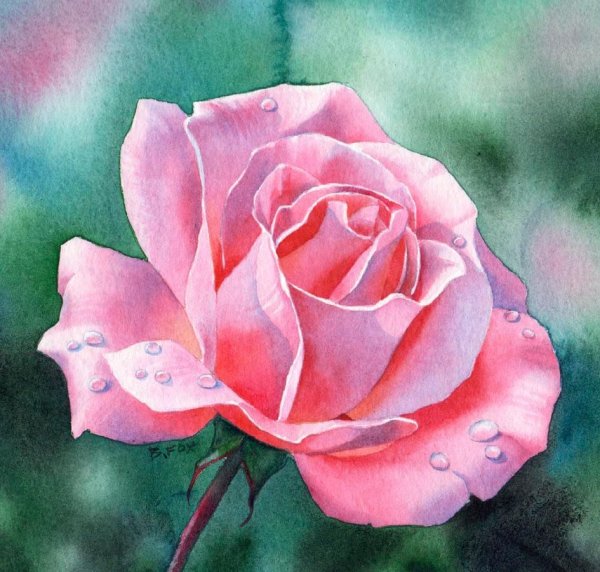 Роза Aquarell