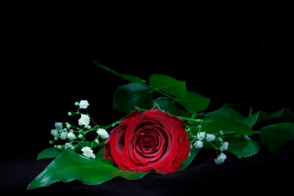 Фото Black Red Rose цветок