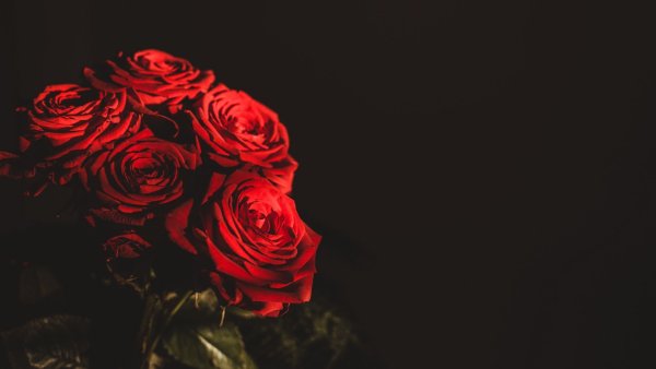 Роза на черном фоне